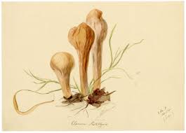 Attēlu rezultāti vaicājumam “Clavariadelphus pistillaris”