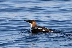 Image result for Brachyramphus perdix