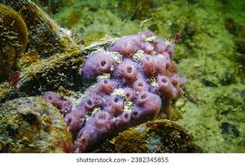 Attēlu rezultāti vaicājumam “Spongia”