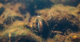 Image result for Suffolk Coastal Floaters