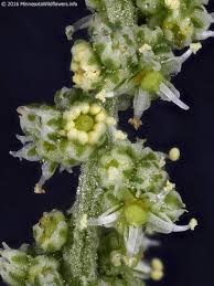 Attēlu rezultāti vaicājumam “Chenopodium acerifolium leaf”