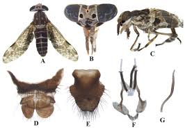 Attēlu rezultāti vaicājumam “Haematopota sp.”