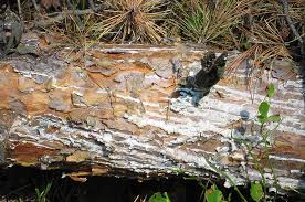 Attēlu rezultāti vaicājumam “Dianema depressum spores”