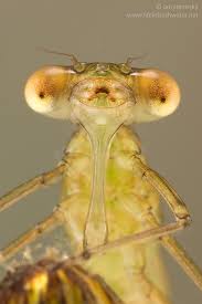 Attēlu rezultāti vaicājumam “Lestidae”