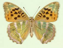 Attēlu rezultāti vaicājumam “Argynnis paphia”