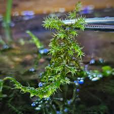 Attēlu rezultāti vaicājumam “Warnstorfia fluitans”