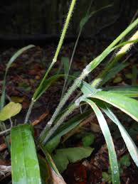 Attēlu rezultāti vaicājumam “Hordelymus europaeus leaf”
