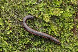 Attēlu rezultāti vaicājumam “Diplopoda”