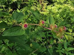 Attēlu rezultāti vaicājumam “Arctium nemorosum”