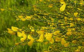 Attēlu rezultāti vaicājumam “Cytisus scoparius leaf”