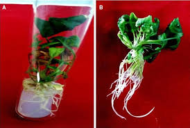 Attēlu rezultāti vaicājumam “Viola uliginosa bud”