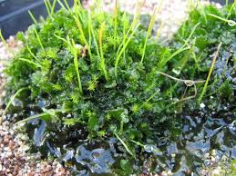 Attēlu rezultāti vaicājumam “Phaeoceros laevis subsp. carolinianus”