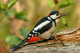 Attēlu rezultāti vaicājumam “Dendrocopos major male”