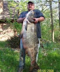 Image result for Hypophthalmichthys nobilis