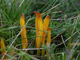 Attēlu rezultāti vaicājumam “Clavulinopsis helvola”