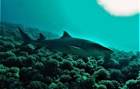 Image result for Negaprion acutidens