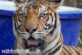 Image result for BERKSHIRE TIGERS THAI