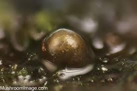 Attēlu rezultāti vaicājumam “Colloderma robustum”