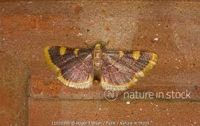 Attēlu rezultāti vaicājumam “Hypsopygia costalis”