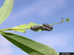 Attēlu rezultāti vaicājumam “Chrysomela vigintipunctata”