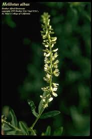 Attēlu rezultāti vaicājumam “Melilotus”