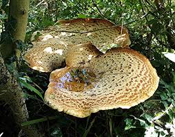 Attēlu rezultāti vaicājumam “Polyporus squamosus”