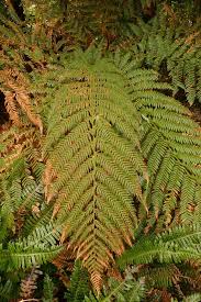 Attēlu rezultāti vaicājumam “Weissia squarrosa”