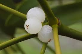 Attēlu rezultāti vaicājumam “Viscum album female flower”