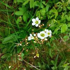 Attēlu rezultāti vaicājumam “Saxifraga granulata leaf”