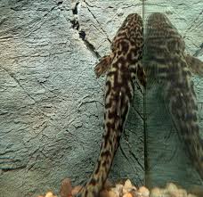 Image result for Lota lota