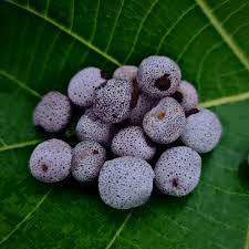 Attēlu rezultāti vaicājumam “Blysmus compressus fruit”