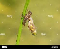 Attēlu rezultāti vaicājumam “Libellula quadrimaculata larva”