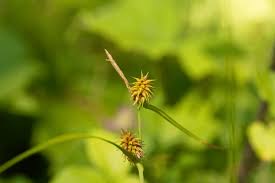 Attēlu rezultāti vaicājumam “Carex lepidocarpa”