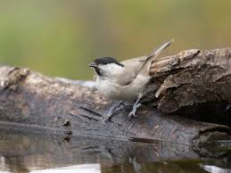 Attēlu rezultāti vaicājumam “Poecile palustris”