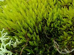 Attēlu rezultāti vaicājumam “Dicranum undulatum”