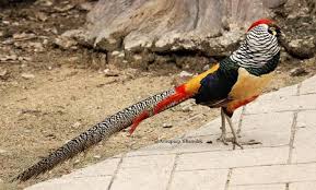 Image result for Chrysolophus amherstiae