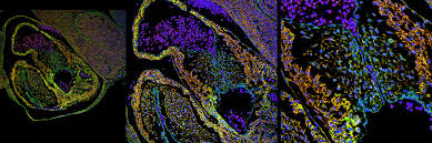Attēlu rezultāti vaicājumam “Bryum funkii cells”