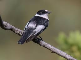 Attēlu rezultāti vaicājumam “Ficedula hypoleuca juvenile”