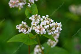 Attēlu rezultāti vaicājumam “Fagopyrum esculentum flower”