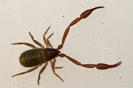 Attēlu rezultāti vaicājumam “Chelifer cancroides”