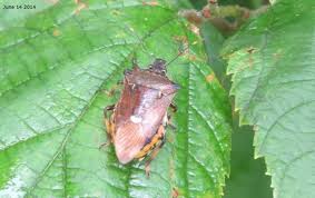 Attēlu rezultāti vaicājumam “Pinthaeus sanguinipes”