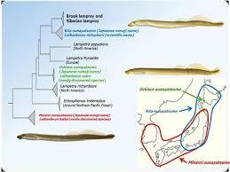Image result for Lethenteron camtschaticum