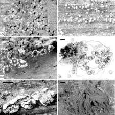 Attēlu rezultāti vaicājumam “Diderma ochraceum sessile”