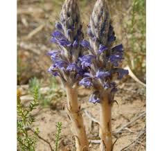 Attēlu rezultāti vaicājumam “Orobanche coerulescens flower”