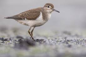 Attēlu rezultāti vaicājumam “Actitis hypoleucos”