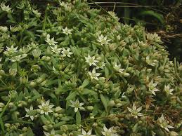 Attēlu rezultāti vaicājumam “Sedum hispanicum fruit”