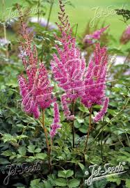 Attēlu rezultāti vaicājumam “Astilbe chinensis”