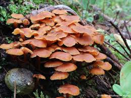 Attēlu rezultāti vaicājumam “Xeromphalina campanella”