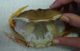 Image result for Metacarcinus magister