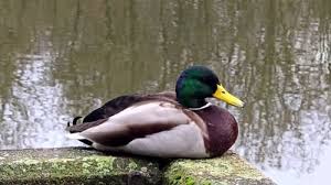 Attēlu rezultāti vaicājumam “Anas platyrhynchos”